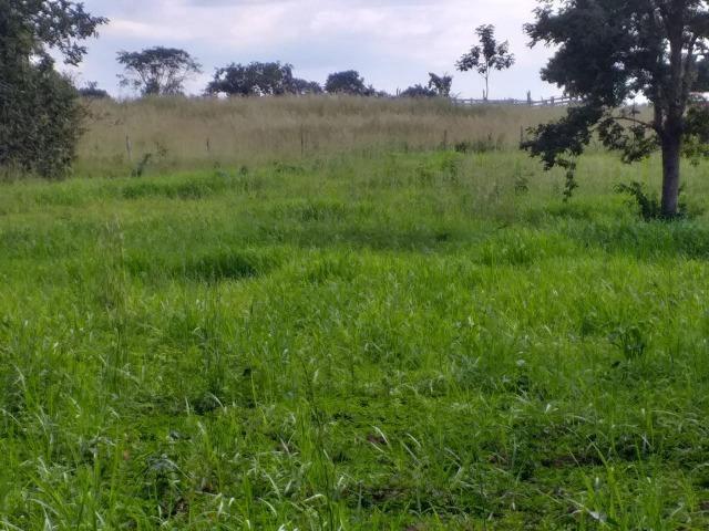 Sitio Próximo da Cidade - Foto 6