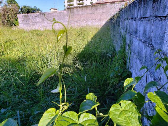 Terreno à venda em Prainha, Caraguatatuba cod:469 - Foto 3