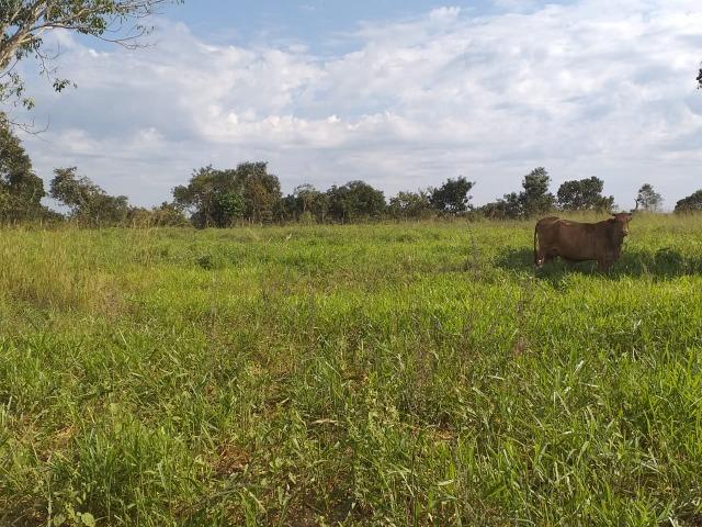 Sitio Próximo da Cidade - Foto 7