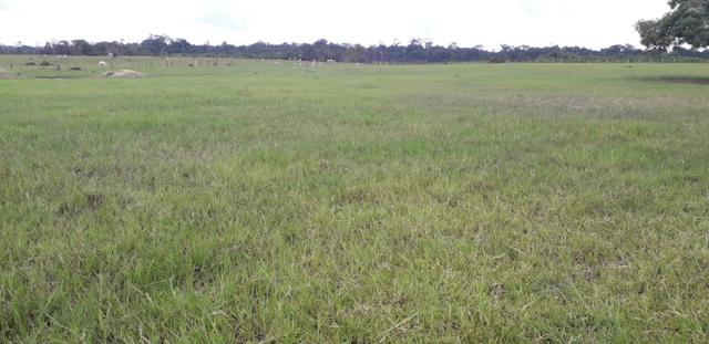 Fazenda bem estruturada - Foto 10