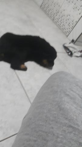 Filhote de Rottweiler