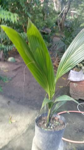 Muda coqueiro anao no saco - Foto 4