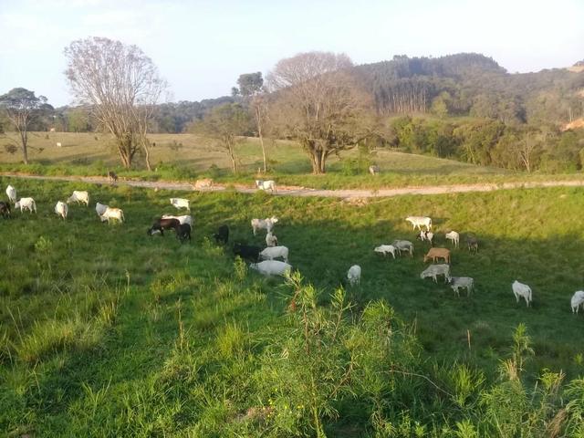 Chacara sitio