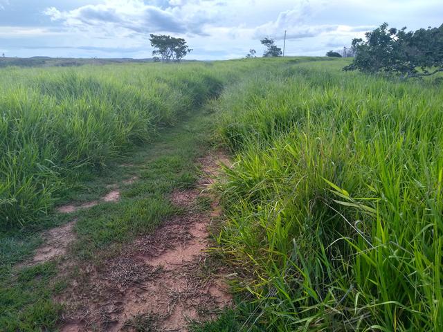 Chacara com 15 hectares em Lagamar! - Foto 9