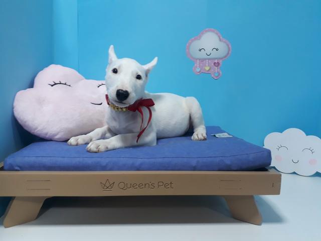 Bull terrier fêmea branca em 10x já vacinada com garantia!!! - Foto 4