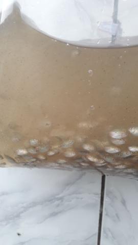Alevinos - Foto 5