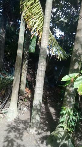 Muda coqueiro anao no saco - Foto 6