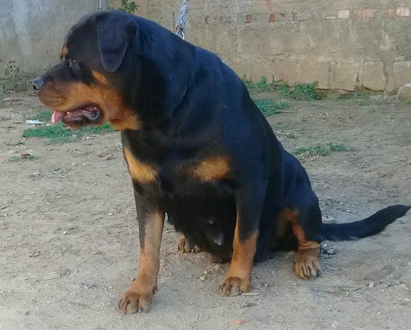 Rott - Foto 2