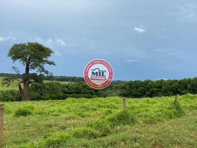 Fazenda de 15 alqueires a 37 km de Goiânia - Foto 14