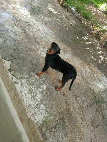 Rottweiler