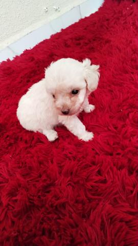 Poodle Toy Machinhos 45 dias