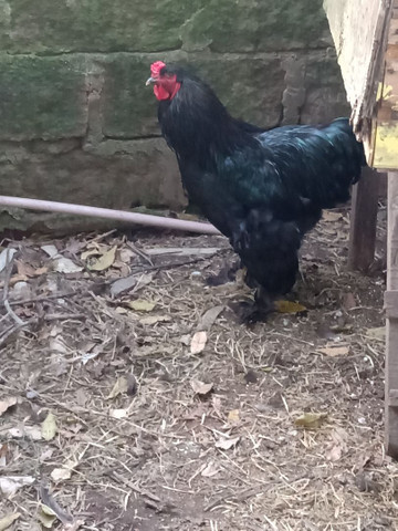 Brahma negro