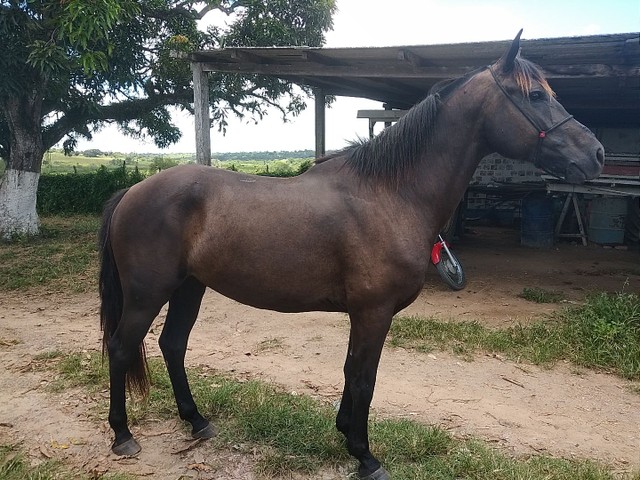 Cavalo MM / QM Castrado