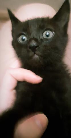 Gatinho muito carinhoso para adoção