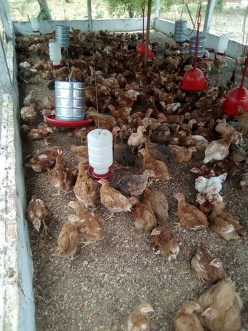 Galinha caipirão - Foto 2