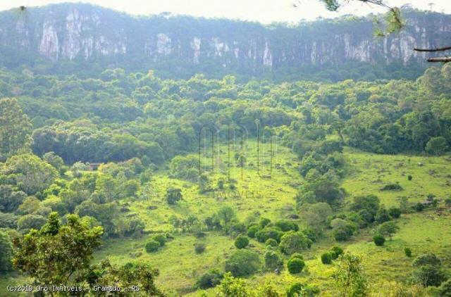 Sítio com 2 dormitórios à venda, 70000 m² por r$ 789.000 - linha imperial - nova petrópoli - Foto 4