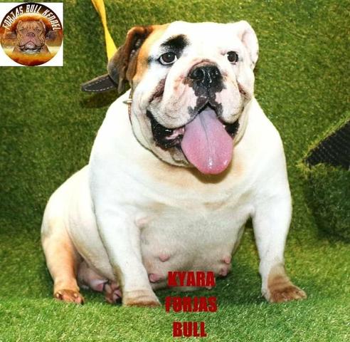 Bulldog ingles fêmea ciando