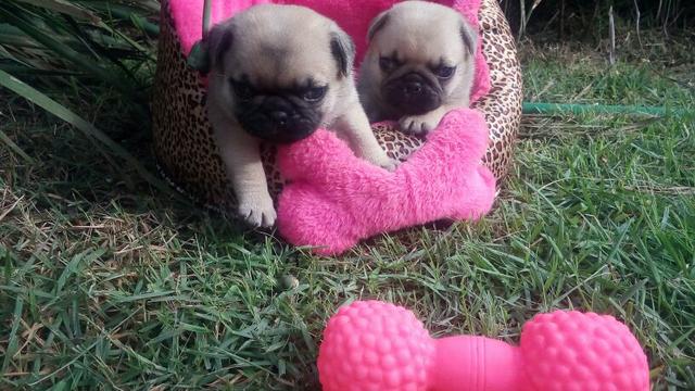 Filhotes de pug cor abricó e preto