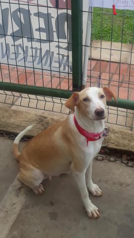 Doação de Bebês Lindos - Foto 4