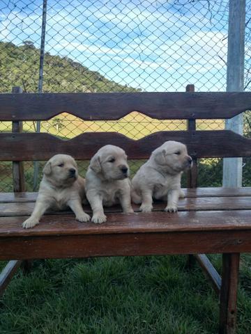 Golden Retriever-Canil Canaã//Amazonas