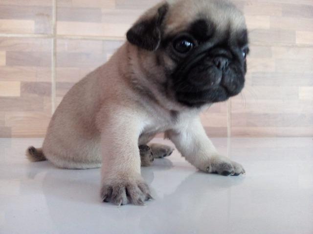 Vendo filhote de pug com pedigree - Foto 6