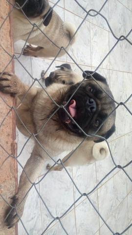 Filhotes de pug mine e micros abricó