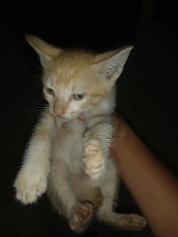 Doace 5 gatos - Foto 2