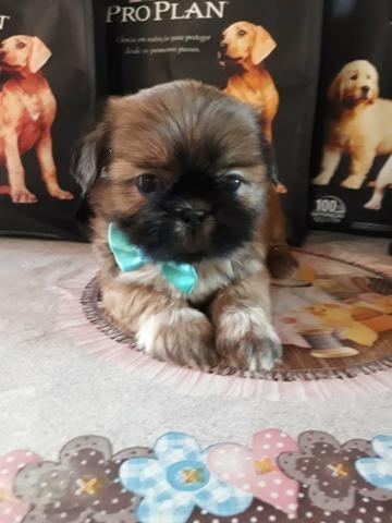 Shih tzu lindas cores - Foto 2
