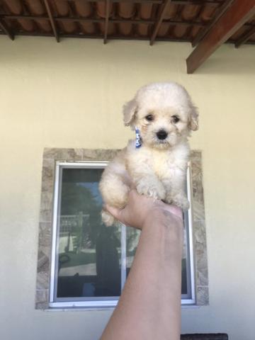 Poodles lindos, Femea e macho, bem miudinhos