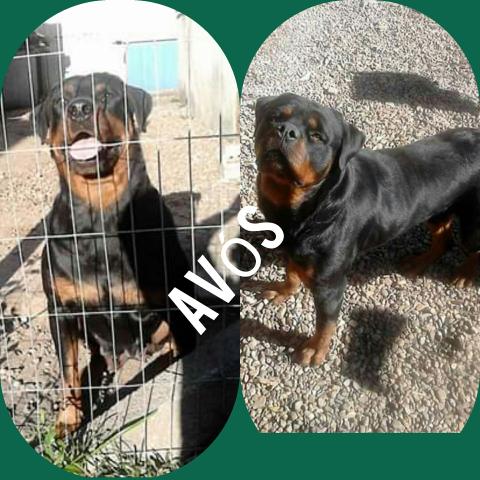 Rottweiler - Foto 3