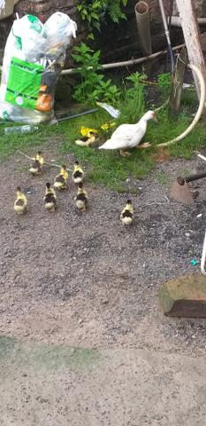 Pata com 7 patinhos