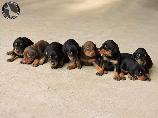 Filhotes De Doberman Alto Padrão