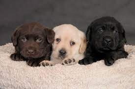 Labrador chocolate/amarelo/preto, machos e fêmeas com garantias e suportes exclusivos!