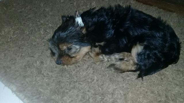 Cachorro da raça yorkshire