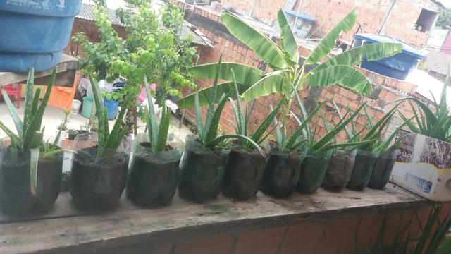 Vendo babosa 3,00 - Foto 4