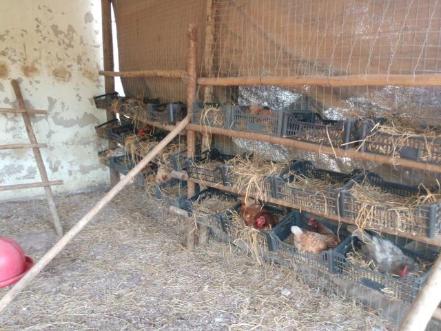 Ovos caipira da gema amarelinha apenas R$6,50/ dúzia - Foto 4