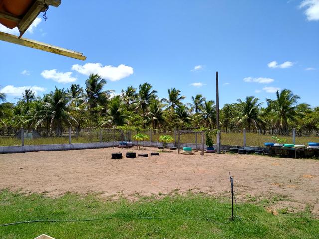 Granja com 5.000 metros quadrados. casa com 3 quarto. murada - Foto 3