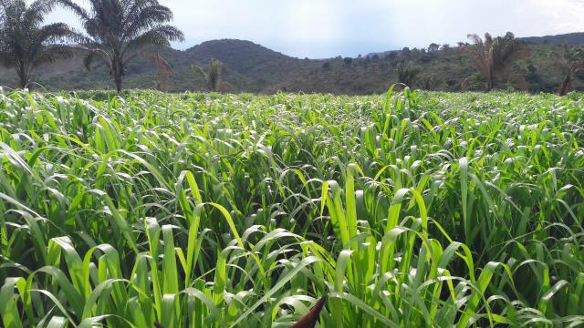 Fazenda em buriticupu - Foto 6