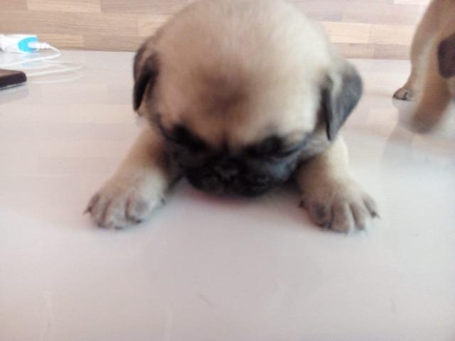 Vendo filhote de pug com pedigree - Foto 2