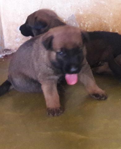 Belga malinois - Foto 4