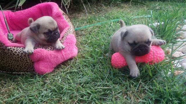 Filhotes de pug cor abricó e preto - Foto 2