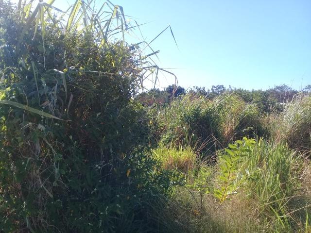 L-Ótimo Terreno no Bairro Itatiquara em Araruama/RJ - Foto 5