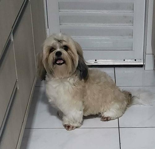 Procuro NAMORADA - Foto 2
