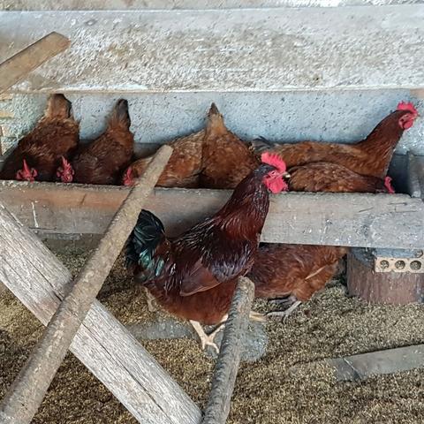 15 Ovos Galados da Poedeira Caipira Embrapa 051 - Foto 3