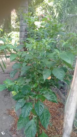 Taioba gigante - Foto 3