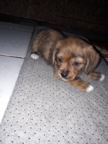 Vendo Macho