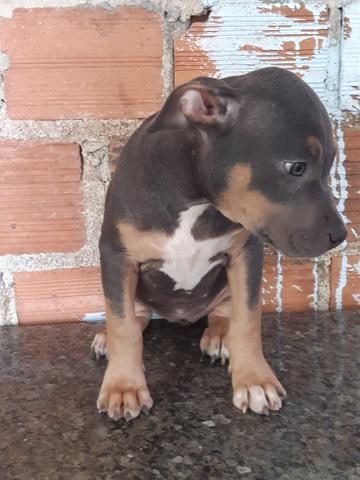 American bully mix