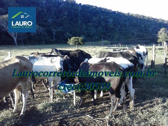 Fazenda com 29 Hectares à 28 km de Teófilo Otoni-MG. - Foto 11