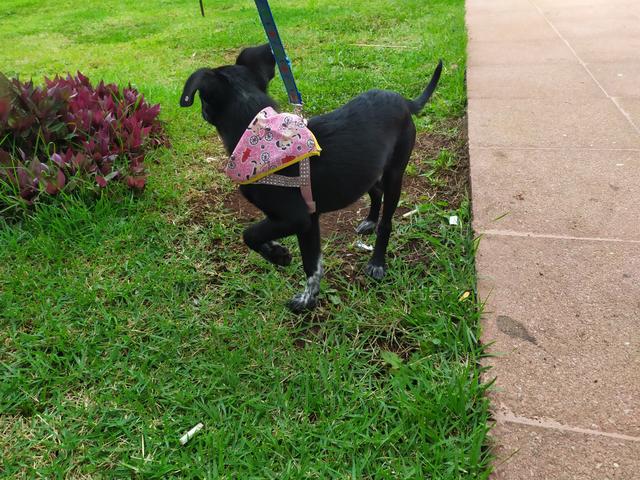 Doação fêmea 5 meses porte médio