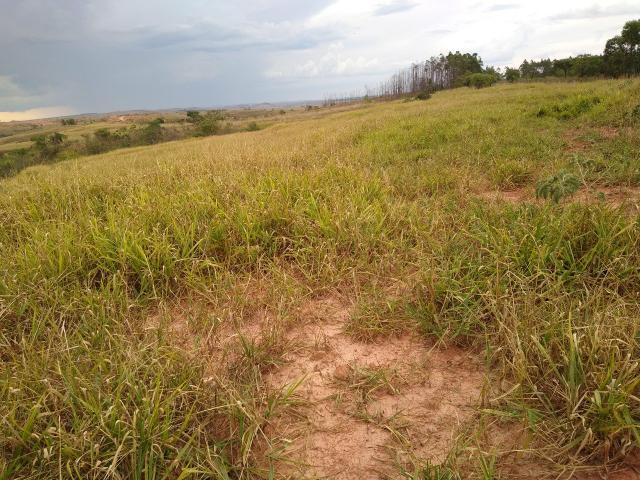 Arrendo 73 há pra Recria em Lagamar! - Foto 3